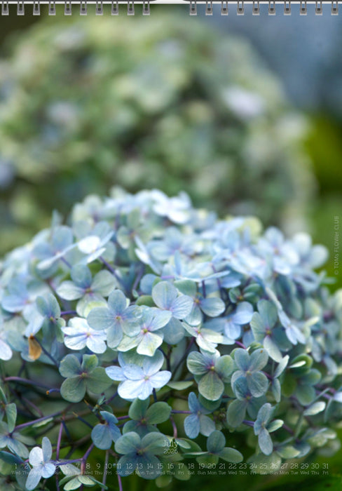 Tomas Rodak, Calendar 2026, Wandkalender 2026, Madeira, Blumeninsel, Kalendar, New year, neues Jahr, Neujahr, Kalendar, for sale by TOMs FLOWer CLUB