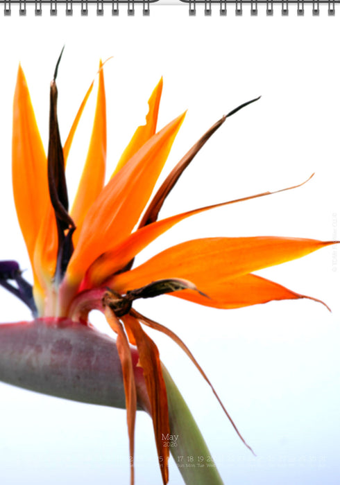 Tomas Rodak, Calendar 2026, Wandkalender 2026, Madeira, Blumeninsel, Kalendar, New year, neues Jahr, Neujahr, Kalendar, for sale by TOMs FLOWer CLUB