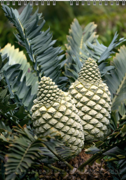 Tomas Rodak, Calendar 2026, Wandkalender 2026, Madeira, Blumeninsel, Kalendar, New year, neues Jahr, Neujahr, Kalendar, for sale by TOMs FLOWer CLUB