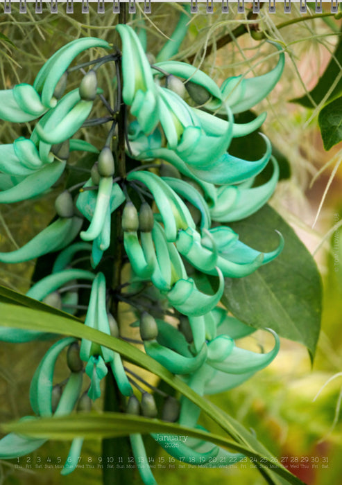 Tomas Rodak, Calendar 2026, Wandkalender 2026, Madeira, Blumeninsel, Kalendar, New year, neues Jahr, Neujahr, Kalendar, for sale by TOMs FLOWer CLUB