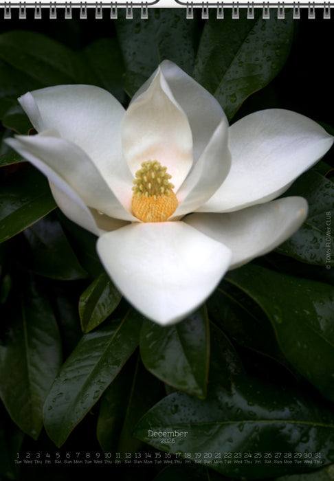 Tomas Rodak, Calendar 2026, Wandkalender 2026, Magnolia, Blumeninsel, Kalendar, New year, neues Jahr, Neujahr, Kalendar, for sale by TOMs FLOWer CLUB