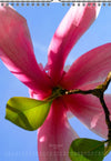 Tomas Rodak, Calendar 2026, Wandkalender 2026, Magnolia, Blumeninsel, Kalendar, New year, neues Jahr, Neujahr, Kalendar, for sale by TOMs FLOWer CLUB