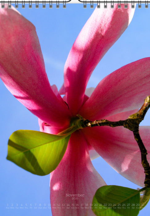 Tomas Rodak, Calendar 2026, Wandkalender 2026, Magnolia, Blumeninsel, Kalendar, New year, neues Jahr, Neujahr, Kalendar, for sale by TOMs FLOWer CLUB