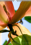 Tomas Rodak, Calendar 2026, Wandkalender 2026, Magnolia, Blumeninsel, Kalendar, New year, neues Jahr, Neujahr, Kalendar, for sale by TOMs FLOWer CLUB