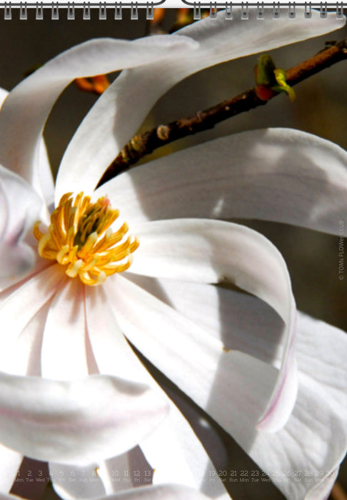 Tomas Rodak, Calendar 2026, Wandkalender 2026, Magnolia, Blumeninsel, Kalendar, New year, neues Jahr, Neujahr, Kalendar, for sale by TOMs FLOWer CLUB