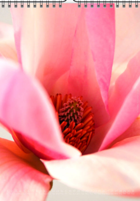 Tomas Rodak, Calendar 2026, Wandkalender 2026, Magnolia, Blumeninsel, Kalendar, New year, neues Jahr, Neujahr, Kalendar, for sale by TOMs FLOWer CLUB