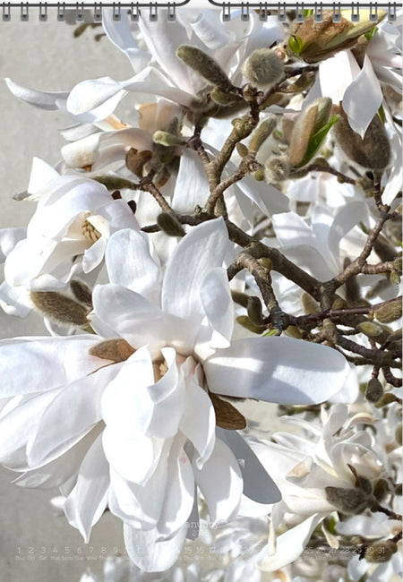 Tomas Rodak, Calendar 2026, Wandkalender 2026, Magnolia, Blumeninsel, Kalendar, New year, neues Jahr, Neujahr, Kalendar, for sale by TOMs FLOWer CLUB