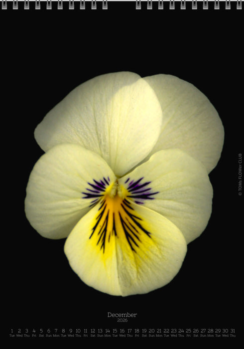 Calendar 2026 made by Swiss photographer TOMAS RODAK with a pancy flower offered for sale at TOMs FLOWer CLUB. 