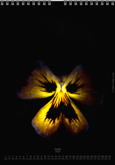 Calendar 2026 made by Swiss photographer TOMAS RODAK with a pancy flower offered for sale at TOMs FLOWer CLUB. 