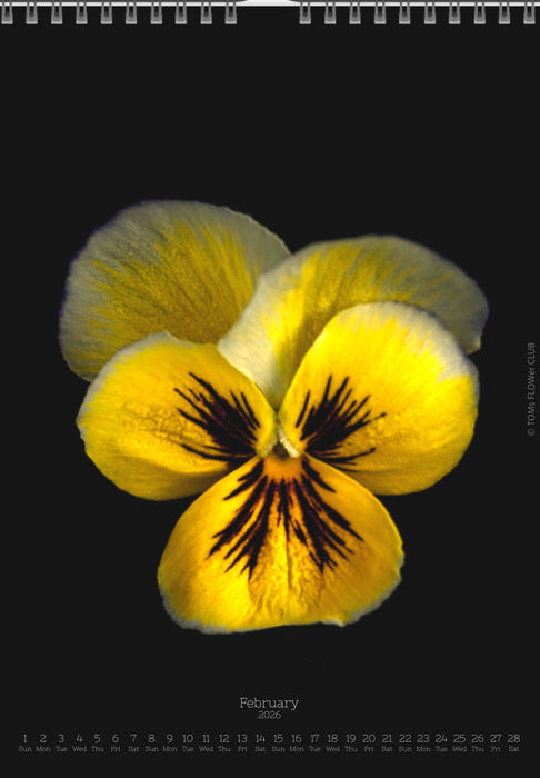 Calendar 2026 made by Swiss photographer TOMAS RODAK with a pancy flower offered for sale at TOMs FLOWer CLUB. 