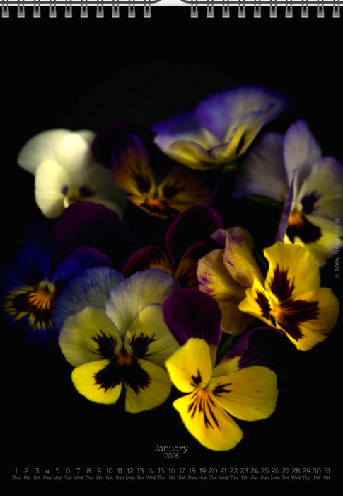 Calendar 2026 made by Swiss photographer TOMAS RODAK with a pancy flower offered for sale at TOMs FLOWer CLUB. 