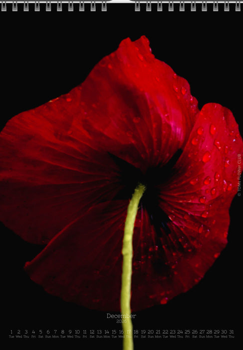 Calendar 2026 wit red poppy flower for sale at TOMs FLOWer CLUB, all pictures made by TOMas Rodak with his Hasselblad camera.