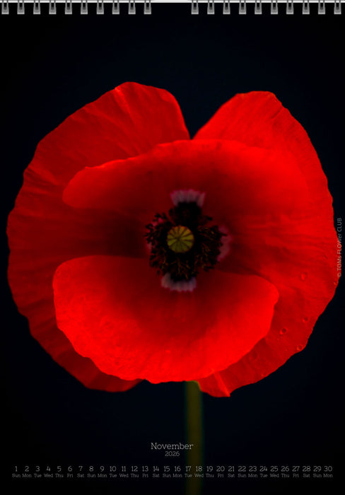 Calendar 2026 wit red poppy flower for sale at TOMs FLOWer CLUB, all pictures made by TOMas Rodak with his Hasselblad camera.