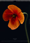 Calendar 2026 wit red poppy flower for sale at TOMs FLOWer CLUB, all pictures made by TOMas Rodak with his Hasselblad camera.