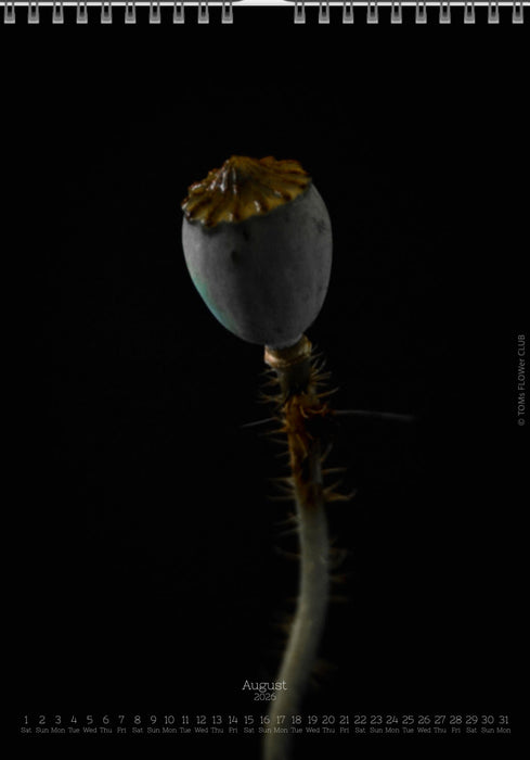 Calendar 2026 wit red poppy flower for sale at TOMs FLOWer CLUB, all pictures made by TOMas Rodak with his Hasselblad camera.