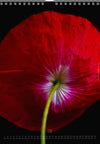 Calendar 2026 wit red poppy flower for sale at TOMs FLOWer CLUB, all pictures made by TOMas Rodak with his Hasselblad camera.