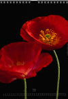 Calendar 2026 wit red poppy flower for sale at TOMs FLOWer CLUB, all pictures made by TOMas Rodak with his Hasselblad camera.