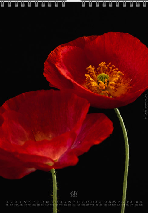 Calendar 2026 wit red poppy flower for sale at TOMs FLOWer CLUB, all pictures made by TOMas Rodak with his Hasselblad camera.