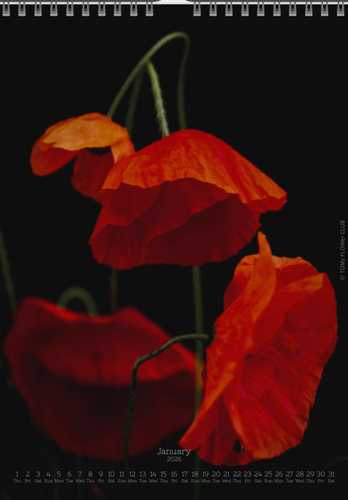 Calendar 2026 wit red poppy flower for sale at TOMs FLOWer CLUB, all pictures made by TOMas Rodak with his Hasselblad camera.