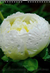 Tomas Rodak, Calendar 2026, Wandkalender 2026, Peony, Blumeninsel, Kalendar, New year, neues Jahr, Neujahr, Kalendar, for sale by TOMs FLOWer CLUB