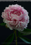 Tomas Rodak, Calendar 2026, Wandkalender 2026, Peony, Blumeninsel, Kalendar, New year, neues Jahr, Neujahr, Kalendar, for sale by TOMs FLOWer CLUB