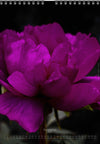 Tomas Rodak, Calendar 2026, Wandkalender 2026, Peony, Blumeninsel, Kalendar, New year, neues Jahr, Neujahr, Kalendar, for sale by TOMs FLOWer CLUB