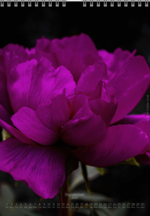 Tomas Rodak, Calendar 2026, Wandkalender 2026, Peony, Blumeninsel, Kalendar, New year, neues Jahr, Neujahr, Kalendar, for sale by TOMs FLOWer CLUB