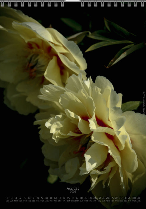 Tomas Rodak, Calendar 2026, Wandkalender 2026, Peony, Blumeninsel, Kalendar, New year, neues Jahr, Neujahr, Kalendar, for sale by TOMs FLOWer CLUB