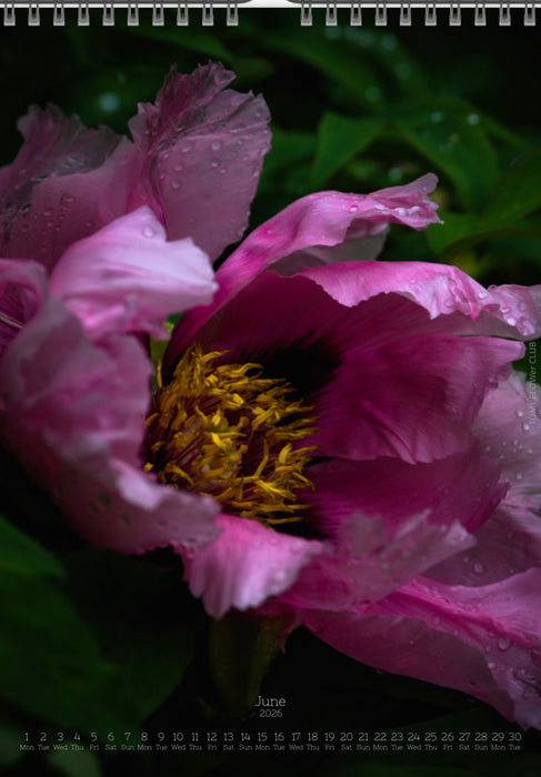 Tomas Rodak, Calendar 2026, Wandkalender 2026, Peony, Blumeninsel, Kalendar, New year, neues Jahr, Neujahr, Kalendar, for sale by TOMs FLOWer CLUB