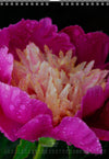 Tomas Rodak, Calendar 2026, Wandkalender 2026, Peony, Blumeninsel, Kalendar, New year, neues Jahr, Neujahr, Kalendar, for sale by TOMs FLOWer CLUB