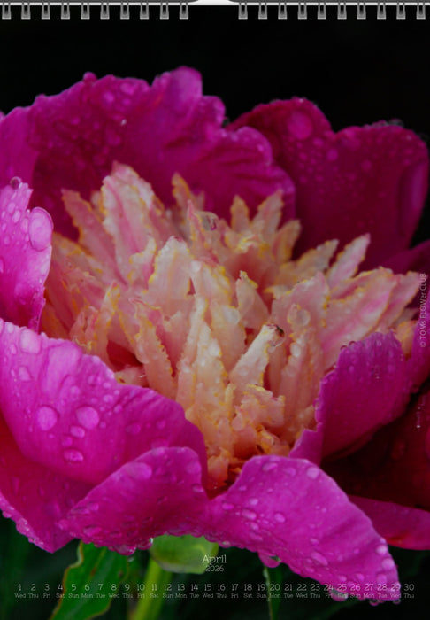 Tomas Rodak, Calendar 2026, Wandkalender 2026, Peony, Blumeninsel, Kalendar, New year, neues Jahr, Neujahr, Kalendar, for sale by TOMs FLOWer CLUB