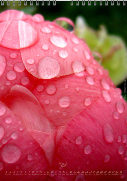 Tomas Rodak, Calendar 2026, Wandkalender 2026, Peony, Blumeninsel, Kalendar, New year, neues Jahr, Neujahr, Kalendar, for sale by TOMs FLOWer CLUB