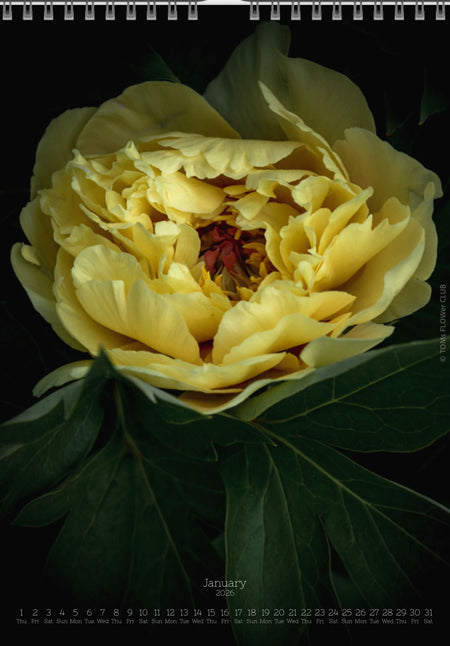 Tomas Rodak, Calendar 2026, Wandkalender 2026, Peony, Blumeninsel, Kalendar, New year, neues Jahr, Neujahr, Kalendar, for sale by TOMs FLOWer CLUB