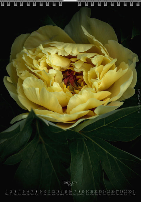 Tomas Rodak, Calendar 2026, Wandkalender 2026, Peony, Blumeninsel, Kalendar, New year, neues Jahr, Neujahr, Kalendar, for sale by TOMs FLOWer CLUB
