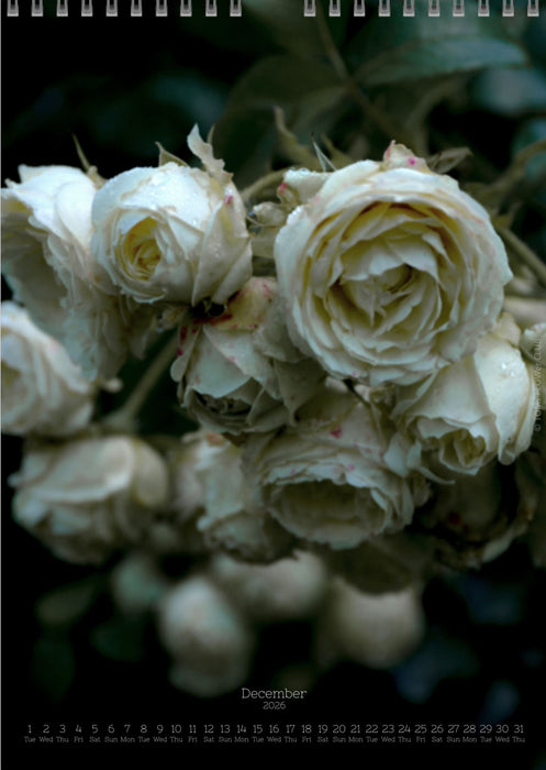 Tomas Rodak, Calendar 2026, Wandkalender 2026, rose, Rose, pink rose, pink , RUZE, Kalendar, New year, neues Jahr, Neujahr, Kalendar, for sale by TOMs FLOWer CLUB