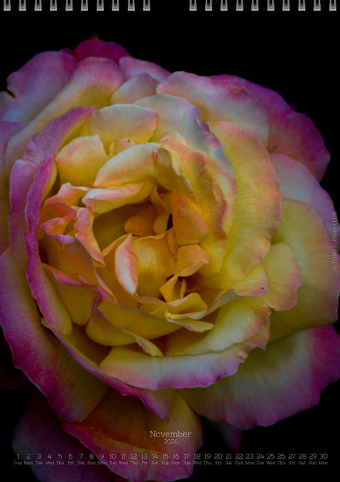 Tomas Rodak, Calendar 2026, Wandkalender 2026, rose, Rose, pink rose, pink , RUZE, Kalendar, New year, neues Jahr, Neujahr, Kalendar, for sale by TOMs FLOWer CLUB