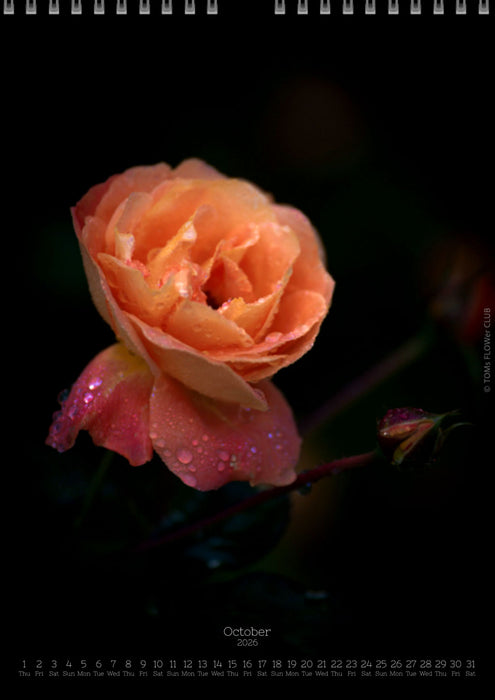 Tomas Rodak, Calendar 2026, Wandkalender 2026, rose, Rose, pink rose, pink , RUZE, Kalendar, New year, neues Jahr, Neujahr, Kalendar, for sale by TOMs FLOWer CLUB