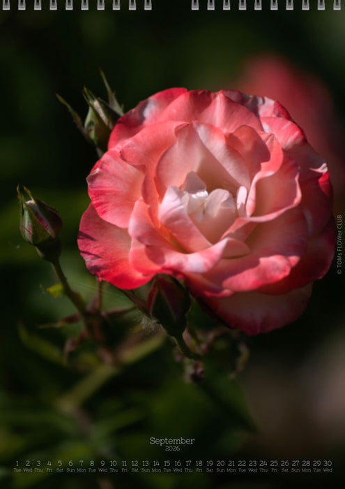 Tomas Rodak, Calendar 2026, Wandkalender 2026, rose, Rose, pink rose, pink , RUZE, Kalendar, New year, neues Jahr, Neujahr, Kalendar, for sale by TOMs FLOWer CLUB