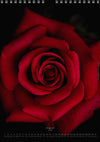 Tomas Rodak, Calendar 2026, Wandkalender 2026, rose, Rose, pink rose, pink , RUZE, Kalendar, New year, neues Jahr, Neujahr, Kalendar, for sale by TOMs FLOWer CLUB