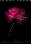 Tomas Rodak, Calendar 2026, Wandkalender 2026, rose, Rose, pink rose, pink , RUZE, Kalendar, New year, neues Jahr, Neujahr, Kalendar, for sale by TOMs FLOWer CLUB