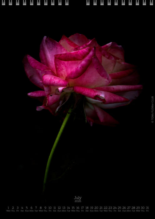 Tomas Rodak, Calendar 2026, Wandkalender 2026, rose, Rose, pink rose, pink , RUZE, Kalendar, New year, neues Jahr, Neujahr, Kalendar, for sale by TOMs FLOWer CLUB