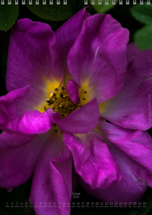 Tomas Rodak, Calendar 2026, Wandkalender 2026, rose, Rose, pink rose, pink , RUZE, Kalendar, New year, neues Jahr, Neujahr, Kalendar, for sale by TOMs FLOWer CLUB