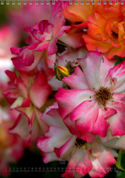 Tomas Rodak, Calendar 2026, Wandkalender 2026, rose, Rose, pink rose, pink , RUZE, Kalendar, New year, neues Jahr, Neujahr, Kalendar, for sale by TOMs FLOWer CLUB