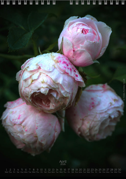 Tomas Rodak, Calendar 2026, Wandkalender 2026, rose, Rose, pink rose, pink , RUZE, Kalendar, New year, neues Jahr, Neujahr, Kalendar, for sale by TOMs FLOWer CLUB