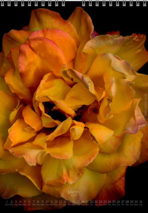 Tomas Rodak, Calendar 2026, Wandkalender 2026, rose, Rose, pink rose, pink , RUZE, Kalendar, New year, neues Jahr, Neujahr, Kalendar, for sale by TOMs FLOWer CLUB