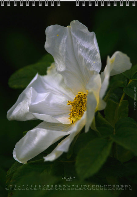 Tomas Rodak, Calendar 2026, Wandkalender 2026, rose, Rose, pink rose, pink , RUZE, Kalendar, New year, neues Jahr, Neujahr, Kalendar, for sale by TOMs FLOWer CLUB