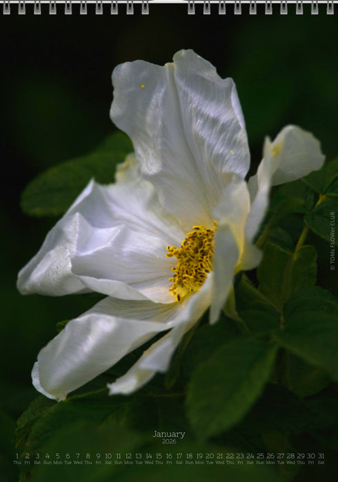 Tomas Rodak, Calendar 2026, Wandkalender 2026, rose, Rose, pink rose, pink , RUZE, Kalendar, New year, neues Jahr, Neujahr, Kalendar, for sale by TOMs FLOWer CLUB
