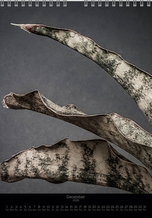Calendar 2026 with pictures of sansevieria, snake plant,  for sale by TOMS FLOWer CLUB, made by Swiss photographer TOMAS RODAK.