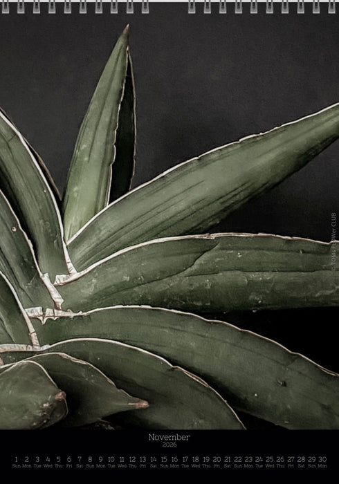 Calendar 2026 with pictures of sansevieria, snake plant,  for sale by TOMS FLOWer CLUB, made by Swiss photographer TOMAS RODAK.