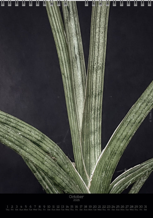 Calendar 2026 with pictures of sansevieria, snake plant,  for sale by TOMS FLOWer CLUB, made by Swiss photographer TOMAS RODAK.